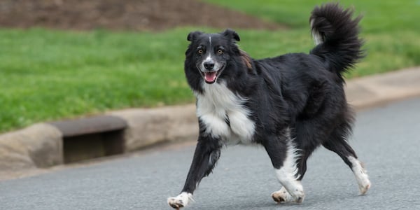 What do you do if an hot sale off leash dog approaches wag